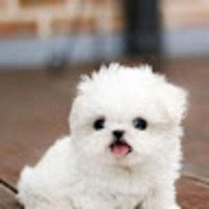 Meet your Posher, Jillian